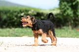 AIREDALE TERRIER 329